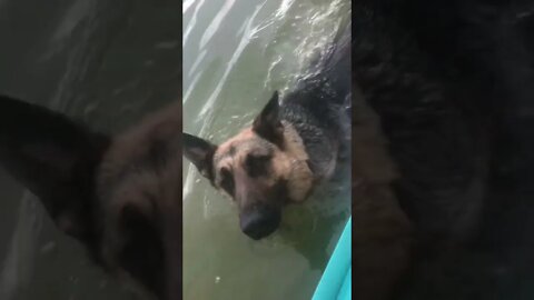 German Shep swim