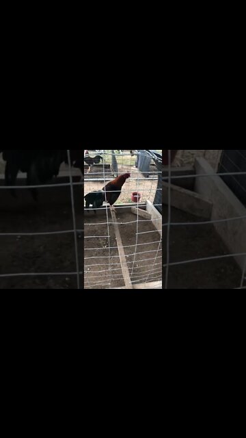 Japs @ LivingWaterFarms247