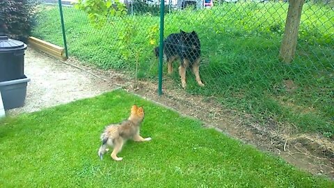 (NEW 2021) EPIC DOG STARE OFF FUNNY CUTE DOGS