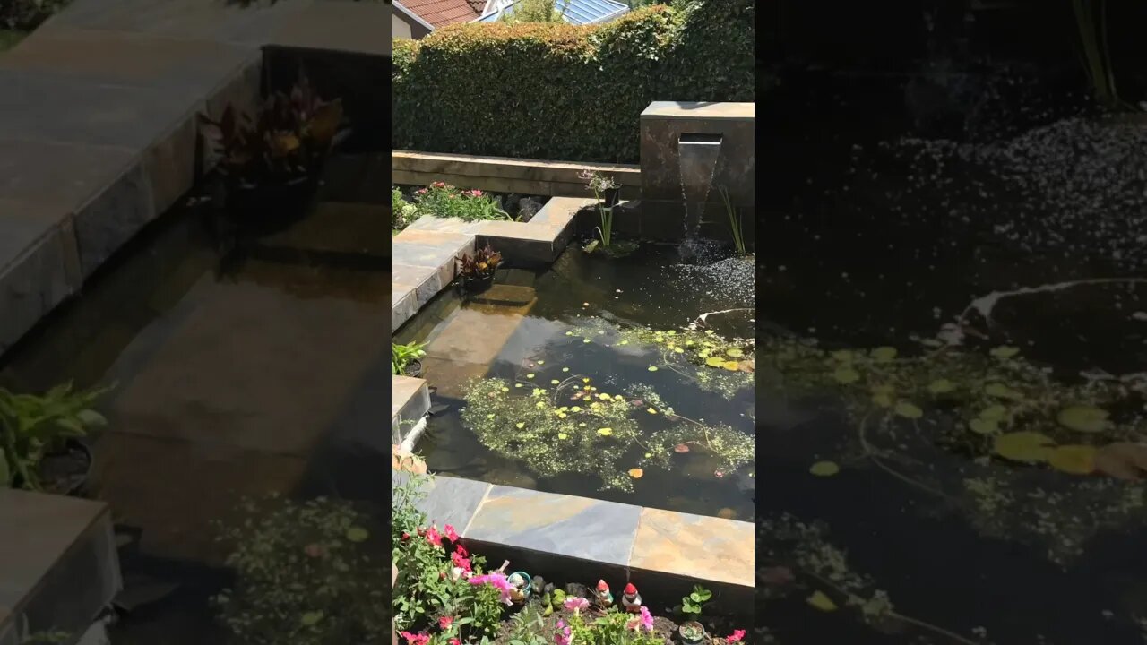 my first diy garden pond #shorts #ponds #diy