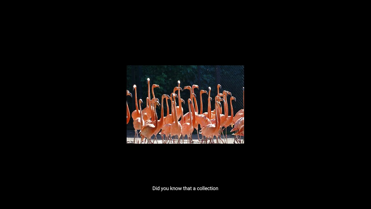 DID YOU KNOW FLAMINGO
