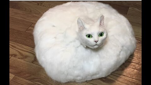 World best funny cats video