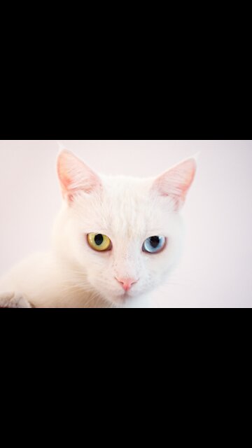 The Angry Dog and the Lazy Cat - Tiktok Cats (Funny Animals #298)