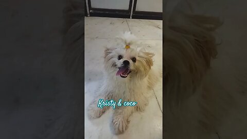 cute dog's-kitto &cookie, #shortvideo #dog #doglover #dogbreed #shihtzu #smalldogbreed #funnyvideo