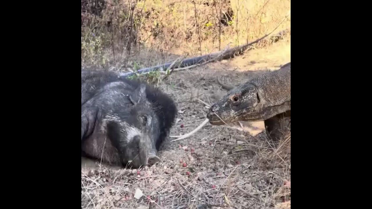 komodo try to eat wild boar while sleeping