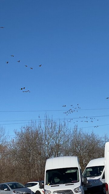 Hundreds of Canadian Geese in Flight