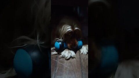 golden dog