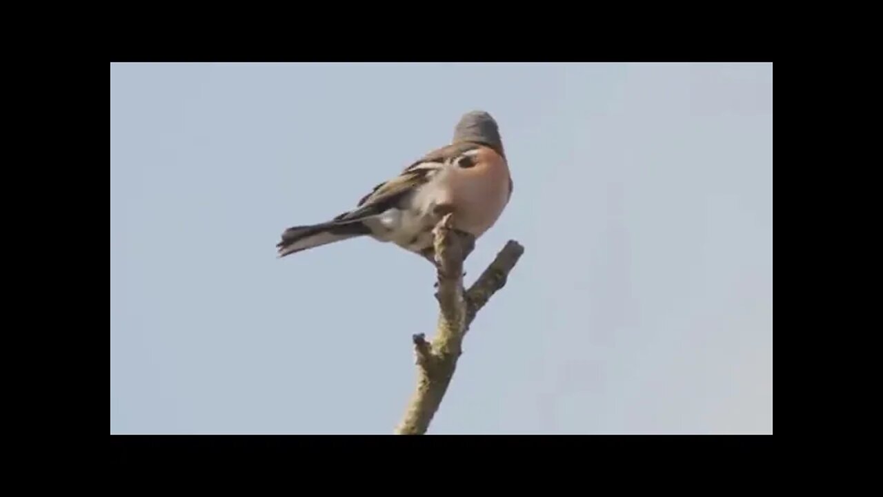 Common chaffinch