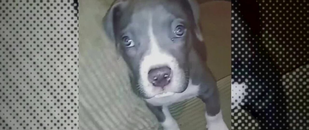 Series of failures lead to puppy's 'mistaken' euthanasia, investigators to reveal findings