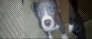 Series of failures lead to puppy's 'mistaken' euthanasia, investigators to reveal findings