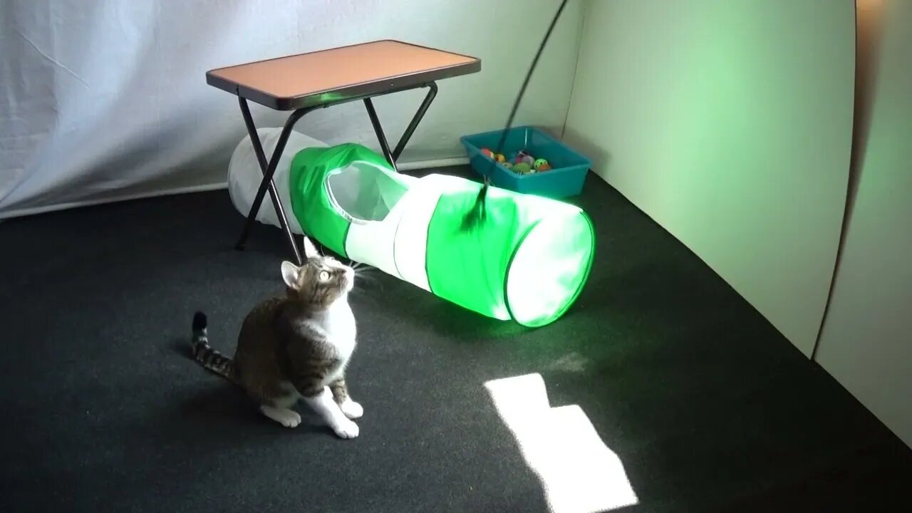 Kitten Plays with the Green Toy