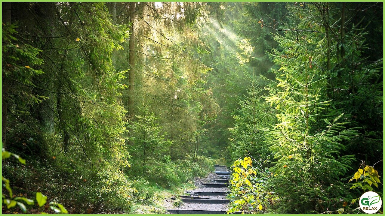 Coniferous Forest Relaxation with Piano Music 🌲🎹🌲 Stress Relief, Relaxing, Meditation, Study Music