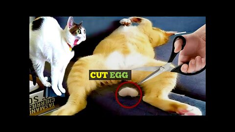 Funny animal video cat and dog _part2