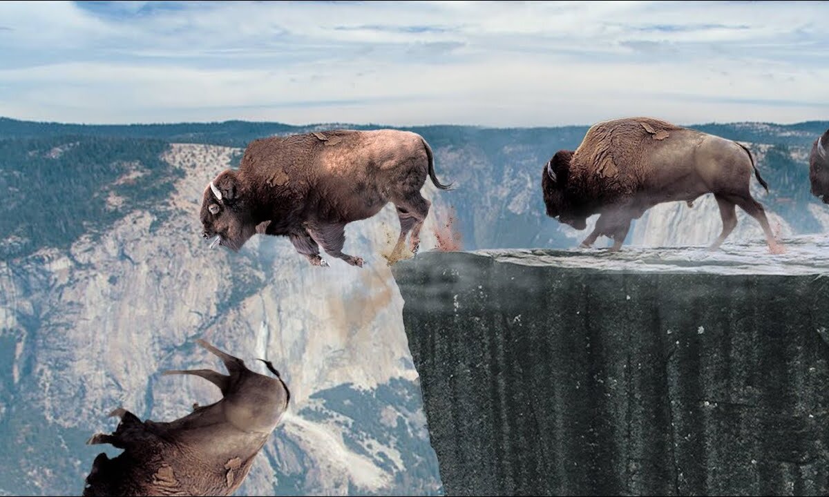 Wild Cliff Dives: The Fascinating Truth Behind Buffaloes Taking the Leap | Animal Vised