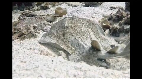 ELECTRIC RAYS vanishing