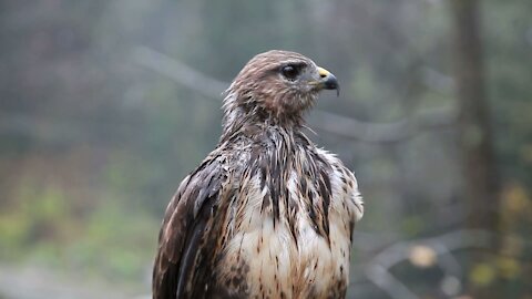 The best and most wonderful birds watch now