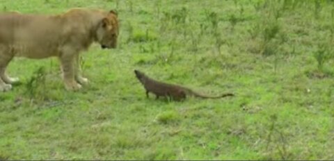 Wild Encounter Brave Mongoose takes on 3 lions