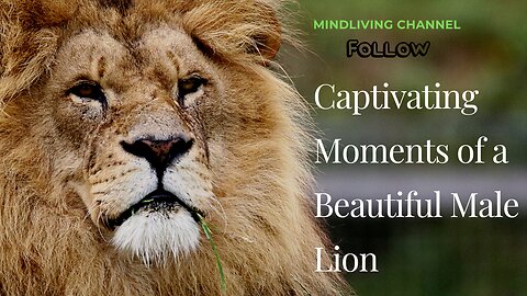 Captivating Moments of a Beautiful Male Lion