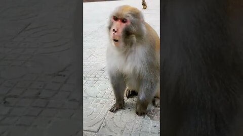 Monkey 😆😆😆😆 #viral #funnyvideo #2023