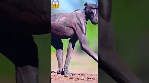 QUE MEDO DESSE MACACO 😱😱😱