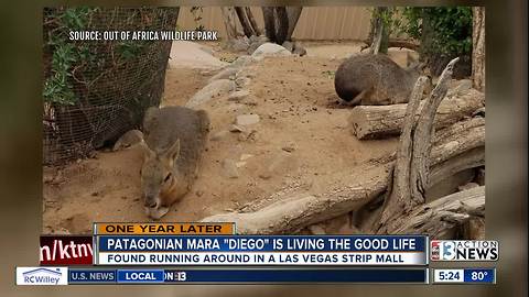 Exotic rodent found in Las Vegas is living the good life in Arizona