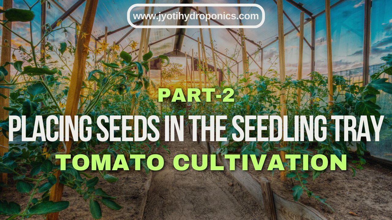 Hydroponic Tomato farms | Part2 Placing Seeds in the Seedling Tray for Tomato Cultivation Step.