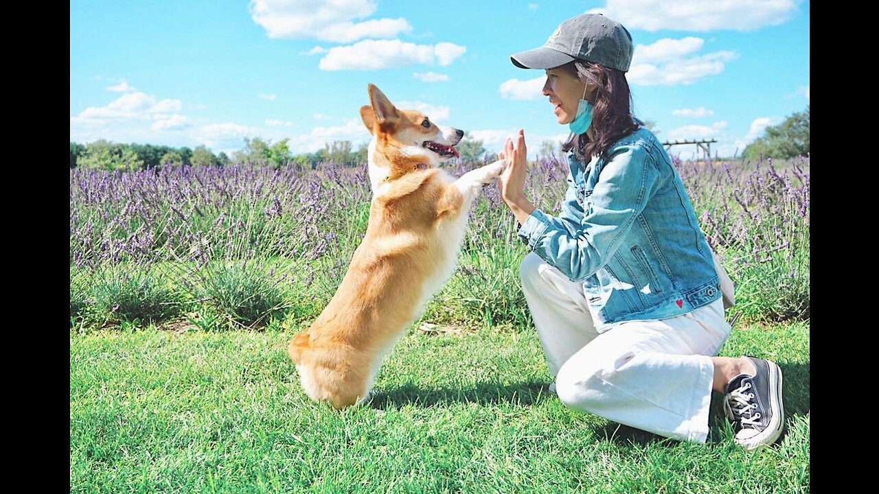 Corgi Super HIGH-FIVE with me!