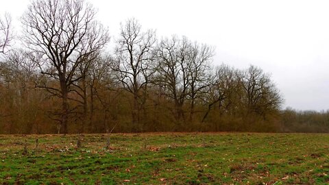 BEAUTIFUL SPRING MOUNTAIN FOREST. BIRDSONG IN THE CAUCASUS FOREST.