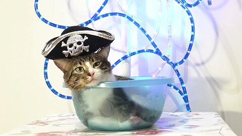 A Little Pirate Cat