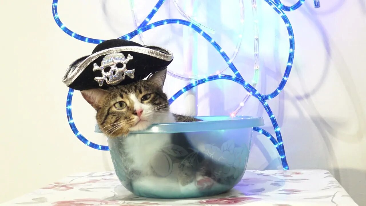 A Little Pirate Cat