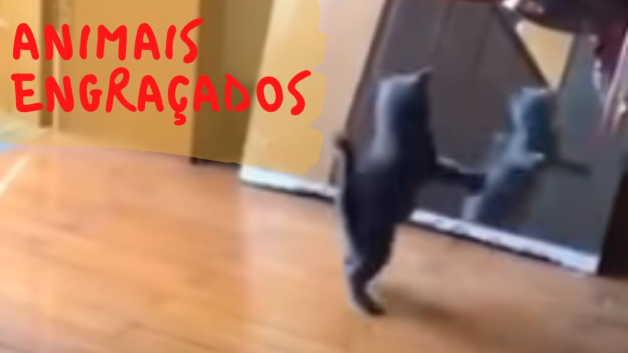 Compilação de Bichinhos Fofos e Animais Engraçados