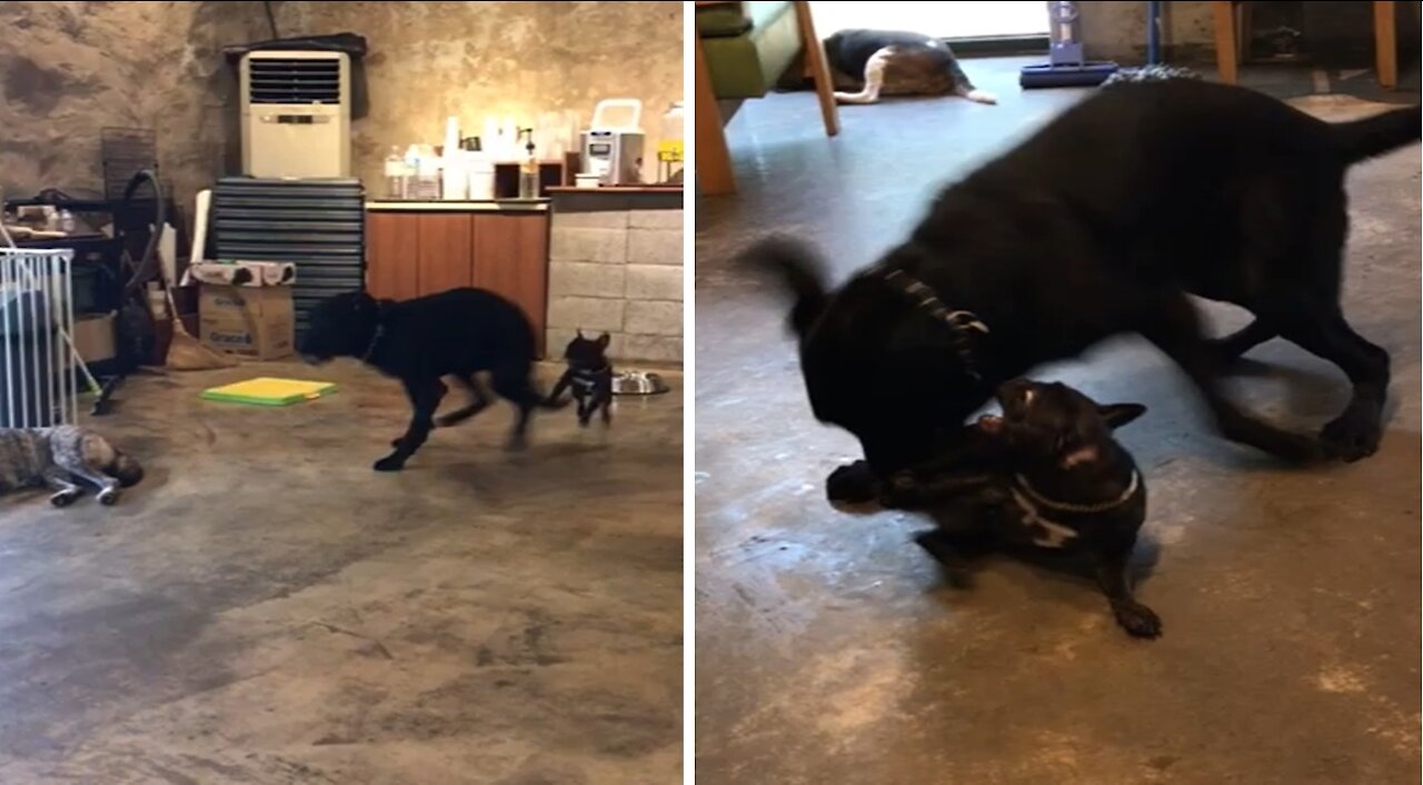 Labrador Retriever and French Bulldog