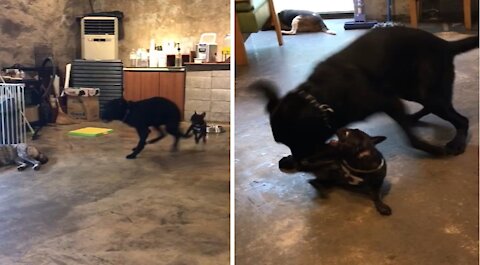 Labrador Retriever and French Bulldog