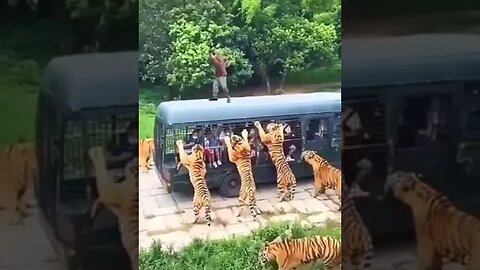 Tiger Dangerous Wild Animals #Shorts #shortvideo #viral #animals