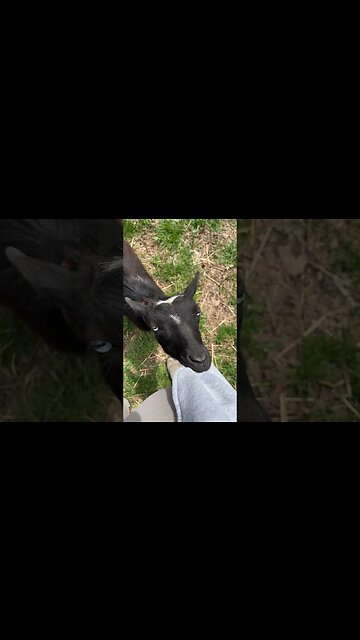 This is why we can’t have nice things! #goats