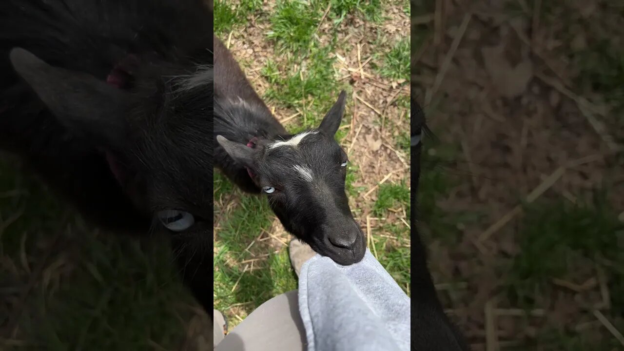 This is why we can’t have nice things! #goats