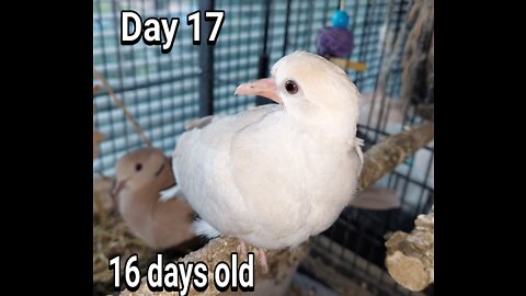 Ringneck Dove fledgling day 17