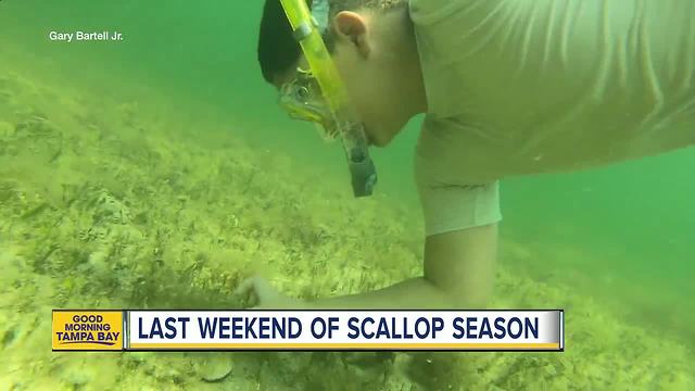 Last weekend of scallop season in Pasco Co.