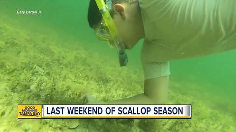 Last weekend of scallop season in Pasco Co.