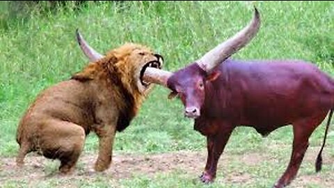 Buffalo 🦬 attacked lion brutally