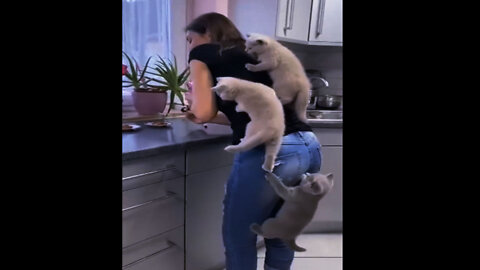 Funny Kittens Climbing their Mom