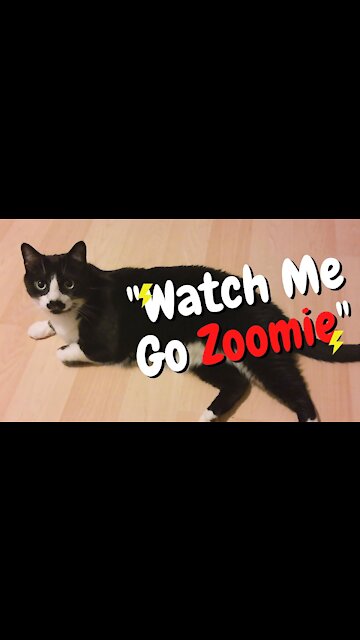 Kitty proves that cats can also do zoomies