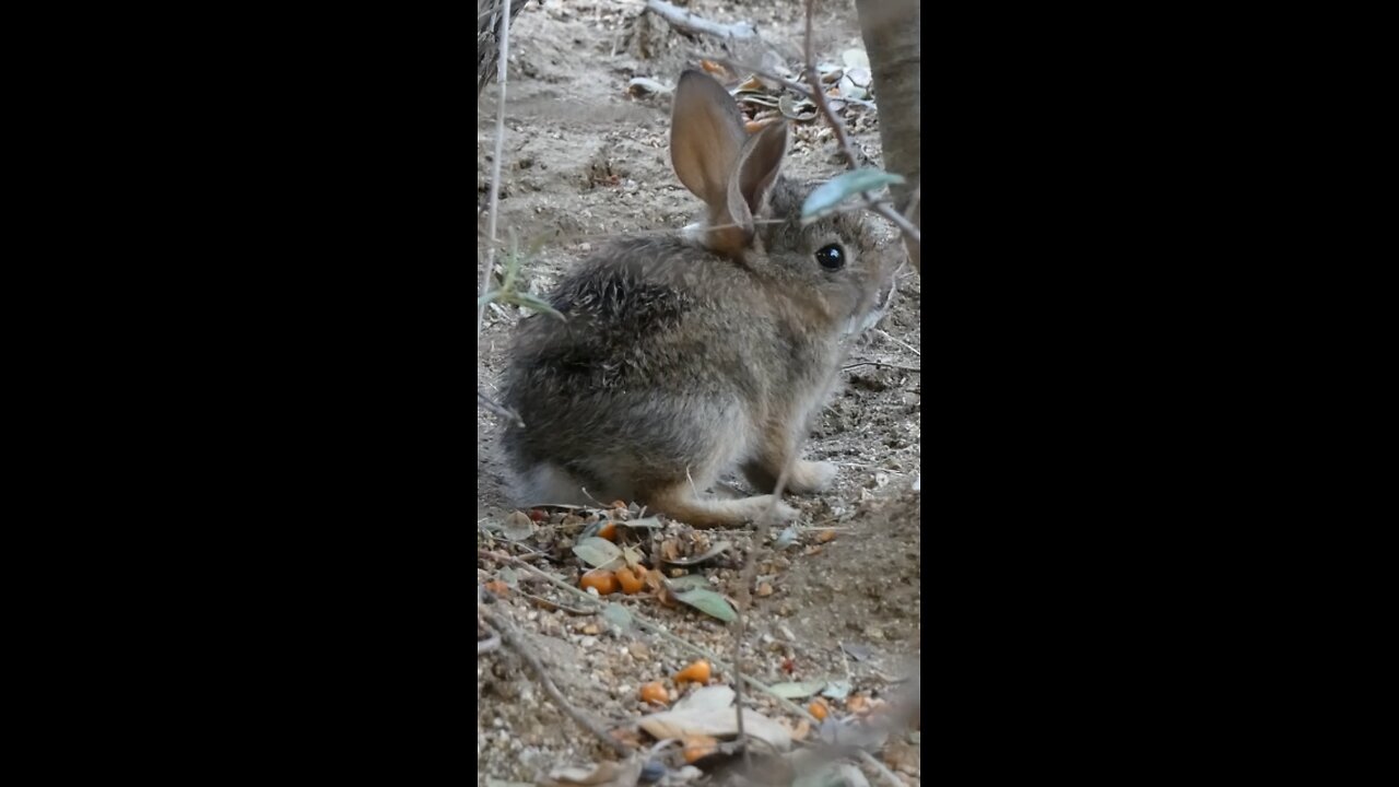 Desert Cottontail 🐇Baby Bunny