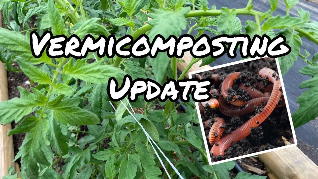 Vermicomposting is supposed to be easy they said! Backyard composting