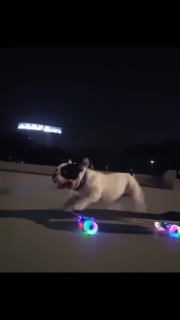This amazing French Bulldog knows how to ride a skateboard