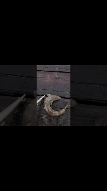 Awesome!🐊 Lizard Fish!! #fishing