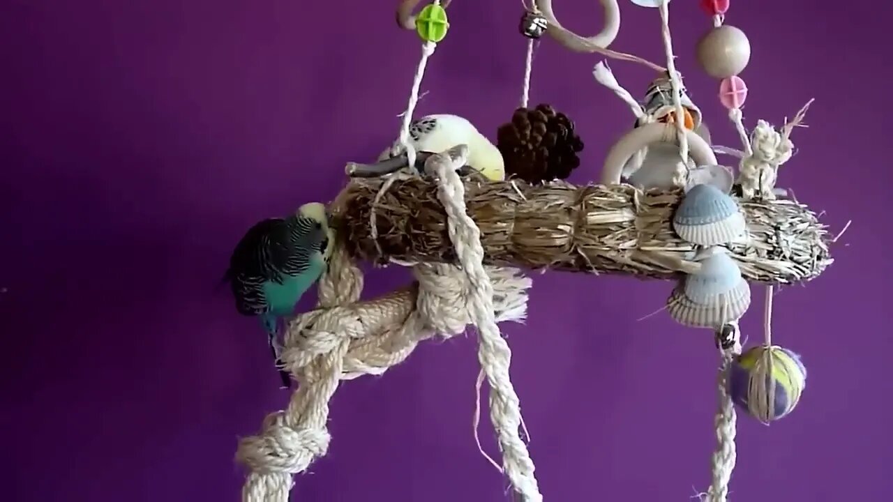 Budgies and Cockatiel Birds Playing and Feeding