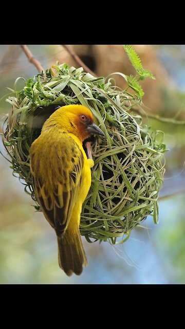 See how the bird builds its nest in nature🤍