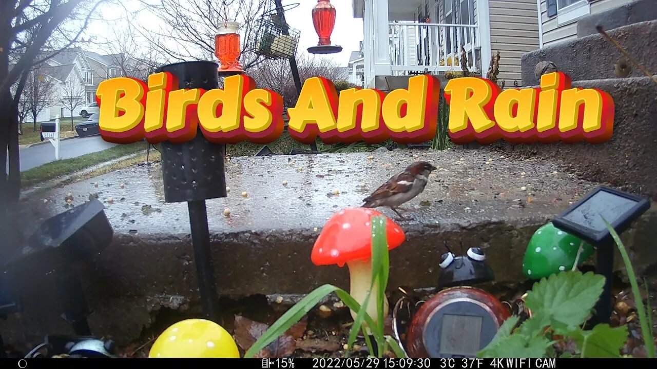 Relax To Birds In The Rain 🌧