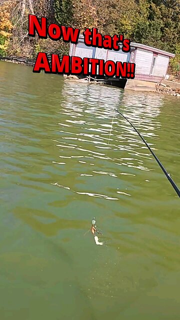 Goofy perch tries to eat big Chatterbait 🤣